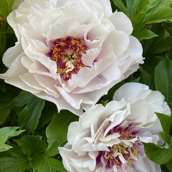 Meet your Posher, Alli - Picture 1 of 1